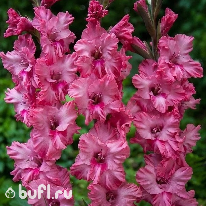 Гладиолус Kingston Ruffle (5 луковиц)