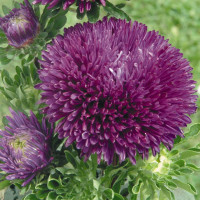 Астра Gala Purple (семена 10 шт.)