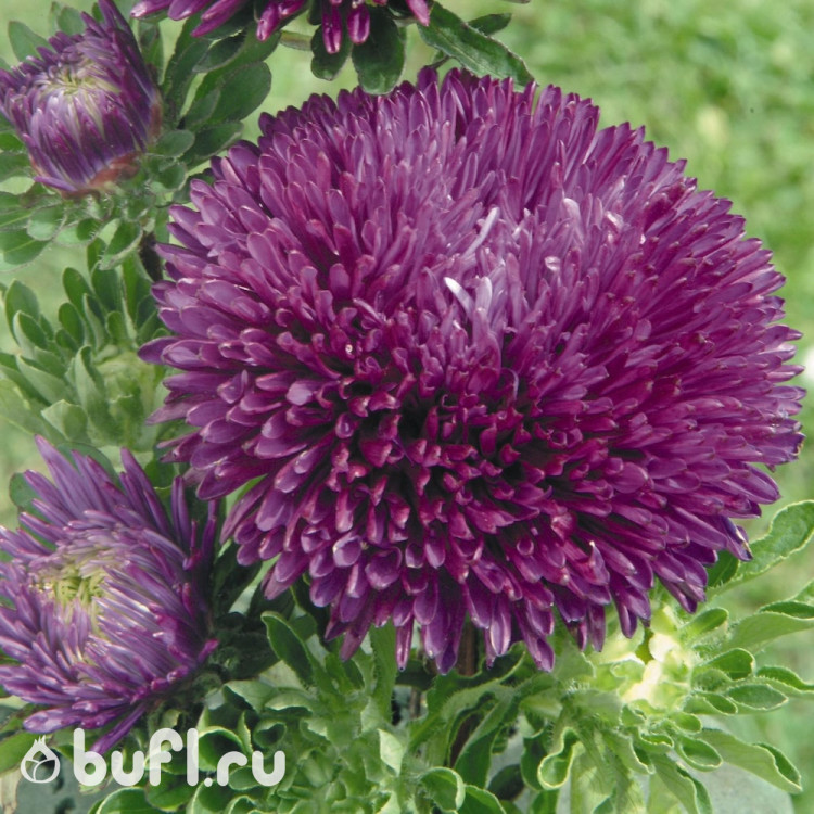 Астра Gala Purple (семена 10 шт.)