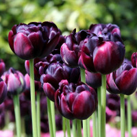 Тюльпан Black Canyon (5 луковиц)