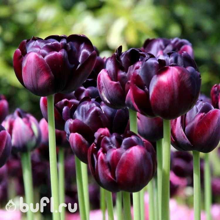 Тюльпан Black Canyon (5 луковиц)