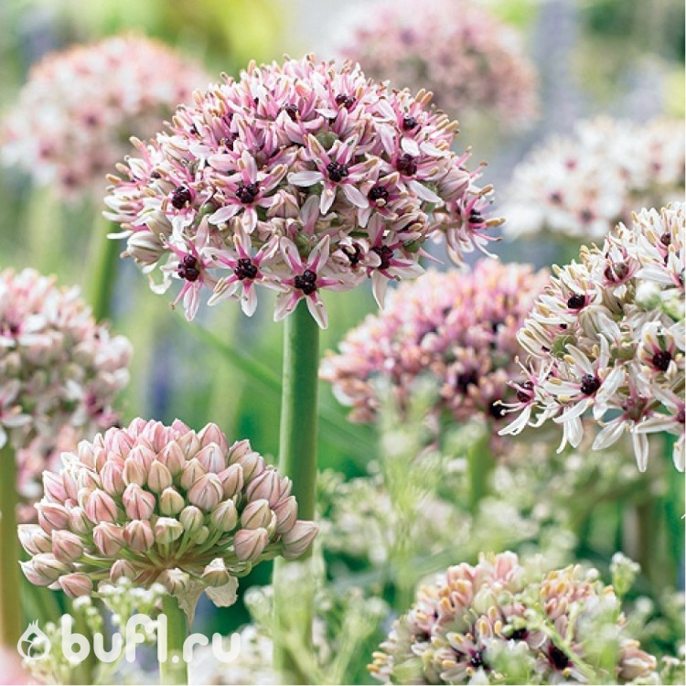 Allium Silver Spring (луковица)