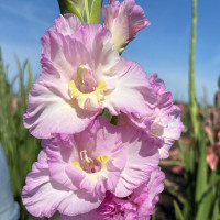 Гладиолус Magenta Princess (5 луковиц)