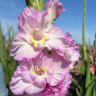 Гладиолус Magenta Princess (5 луковиц)