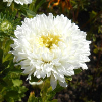 Астра Matador White (семена 10 шт.)