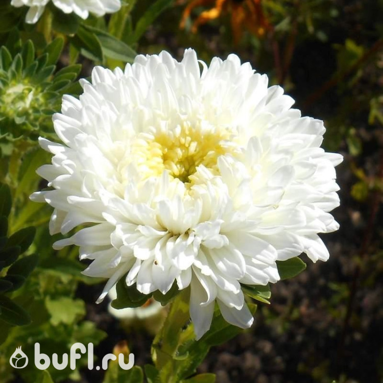 Астра Matador White (семена 10 шт.)