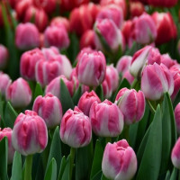 Тюльпан Voque (5 луковиц)