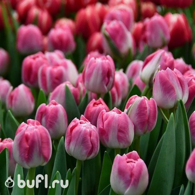 Тюльпан Voque (5 луковиц)