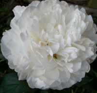 Корень пиона White