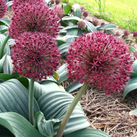 Allium Red Giant (3 луковицы)