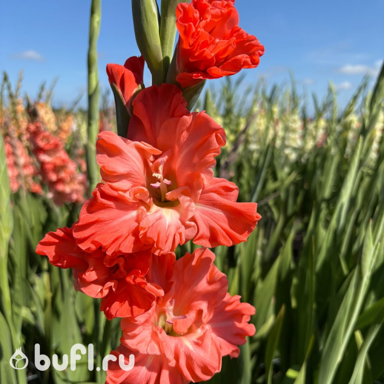 Гладиолус Teds Frizzle (5 луковиц)