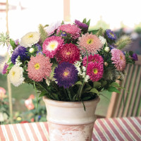 Астра Standy  Mix (семена 10 шт.)