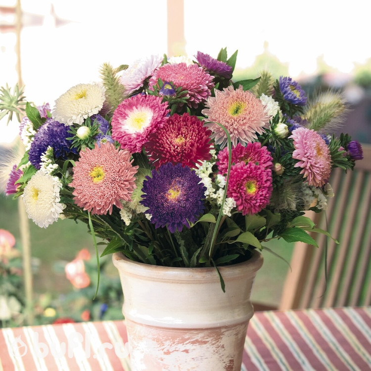 Астра Standy  Mix (семена 10 шт.)