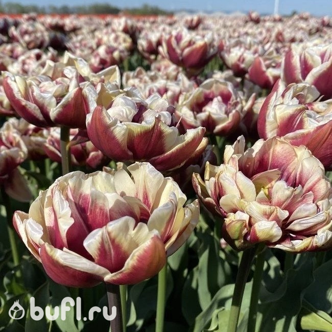 Тюльпан Wyndham (5 луковиц)