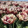 Тюльпан Wyndham (5 луковиц)