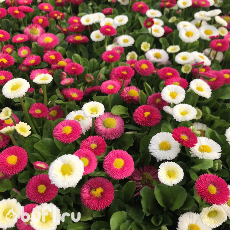 Маргаритка Bella Daisy Mix (семена 10 шт.)
