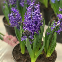 Гиацинт Blue Pearl (3 луковицы)