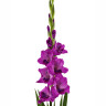 Гладиолус Mystic Magenta (5 луковиц)