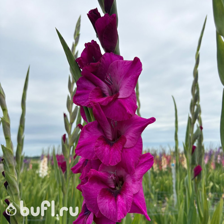 Гладиолус Mystic Magenta (5 луковиц)