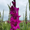 Гладиолус Mystic Magenta (5 луковиц)