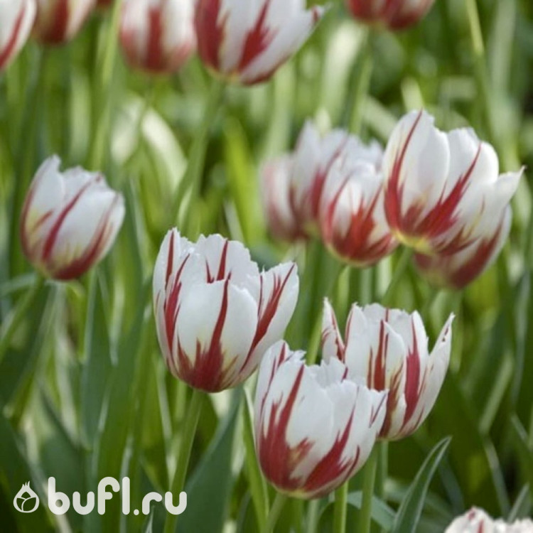 Тюльпан Carnaval de Rio (5 луковиц)