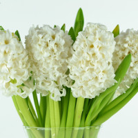 Гиацинт Top White (3 луковицы)