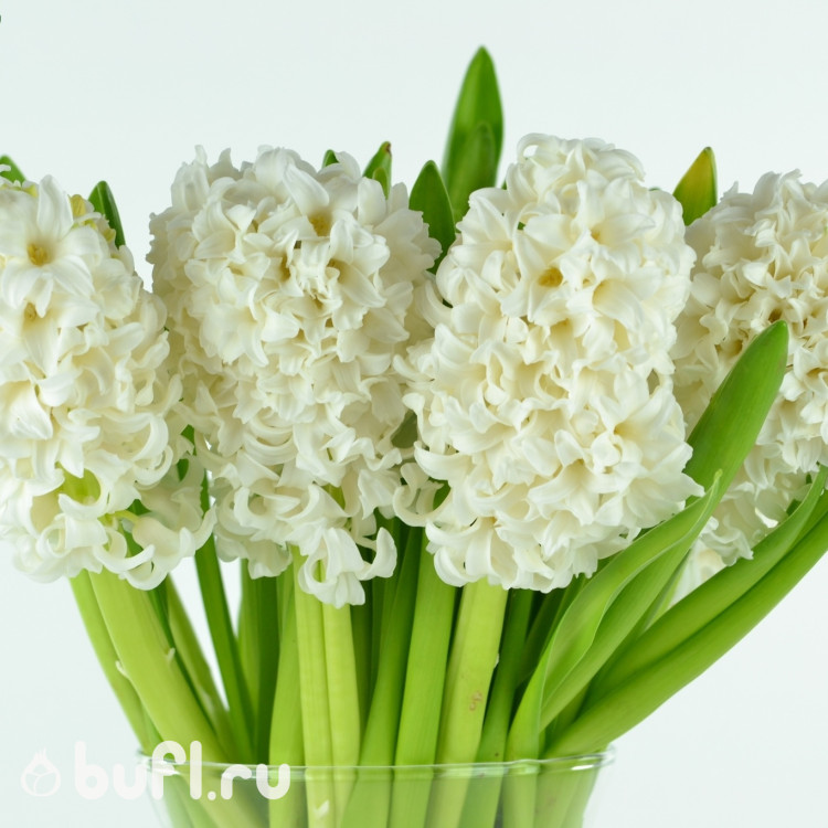 Гиацинт Top White (3 луковицы)