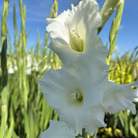 Гладиолус Piet Mohlen (5 луковиц)