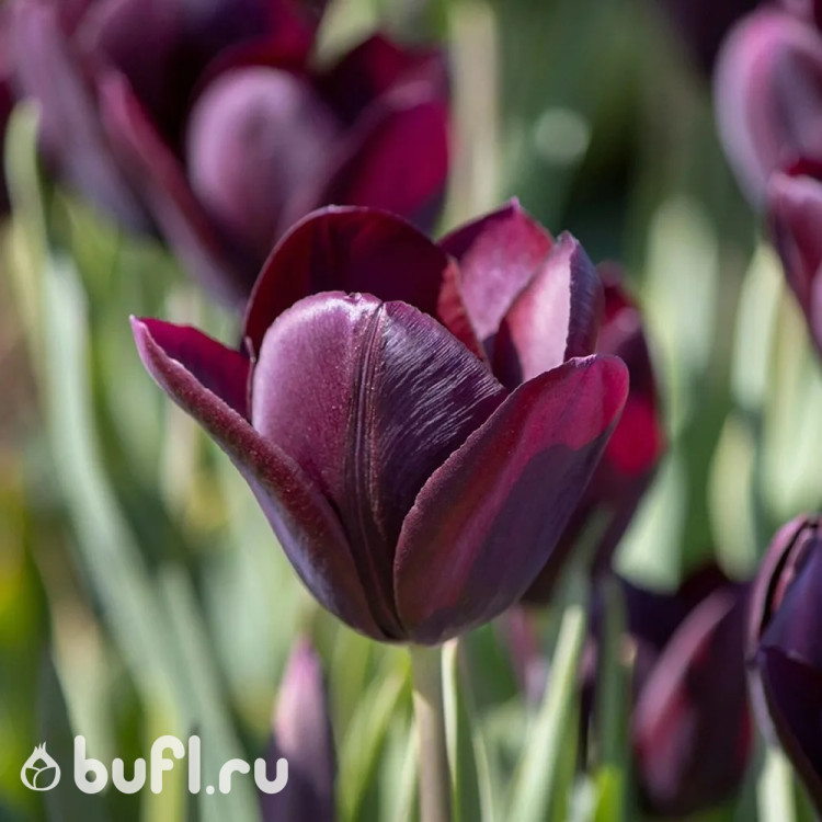 Тюльпан Eduard Pelger (5 луковиц)