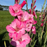 Гладиолус Pink Event (5 луковиц)
