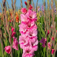 Гладиолус Pink Event (5 луковиц)