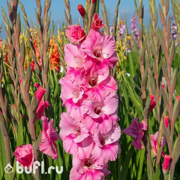 Гладиолус Pink Event (5 луковиц)