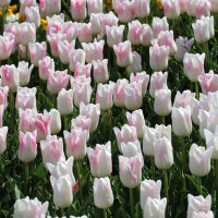 Тюльпан Kyoko Takahashi (5 луковиц)