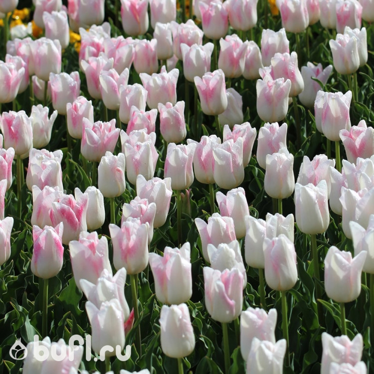 Тюльпан Kyoko Takahashi (5 луковиц)