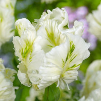 Тюльпан Супер Пэррот (Super Parrot) 5 луковиц