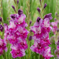 Гладиолус Purple Art (5 луковиц)