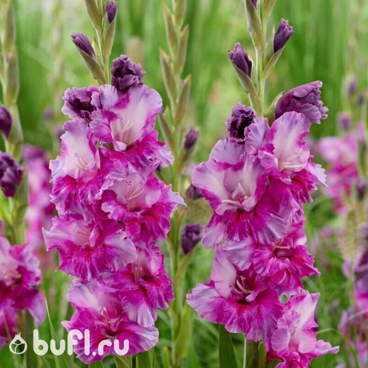 Гладиолус Purple Art (5 луковиц)