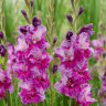 Гладиолус Purple Art (5 луковиц)