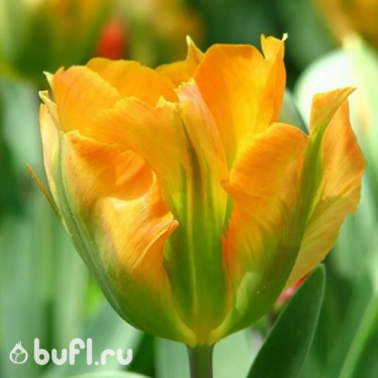 Тюльпан Golden Artist (5 луковиц)