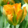 Тюльпан Golden Artist (5 луковиц)