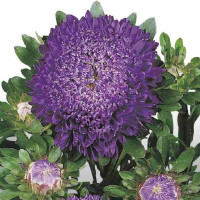 Астра Matador Deep Blue (семена 10 шт.)