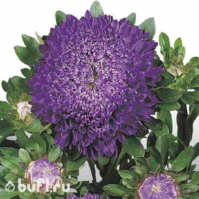 Астра Matador Deep Blue (семена 10 шт.)