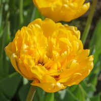 Тюльпан Yellow Pomponette (5 луковиц)