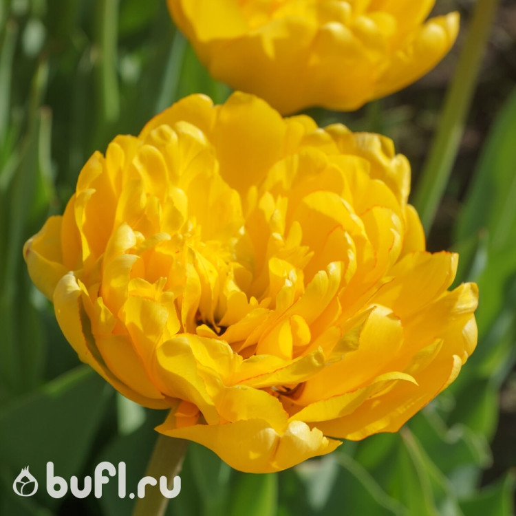Тюльпан Yellow Pomponette (5 луковиц)