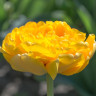Тюльпан Еллоу Помпонетт (Yellow Pomponette) 5 луковиц