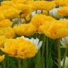 Тюльпан Еллоу Помпонетт (Yellow Pomponette) 5 луковиц