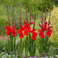 Гладиолус Red Balance (5 луковиц)