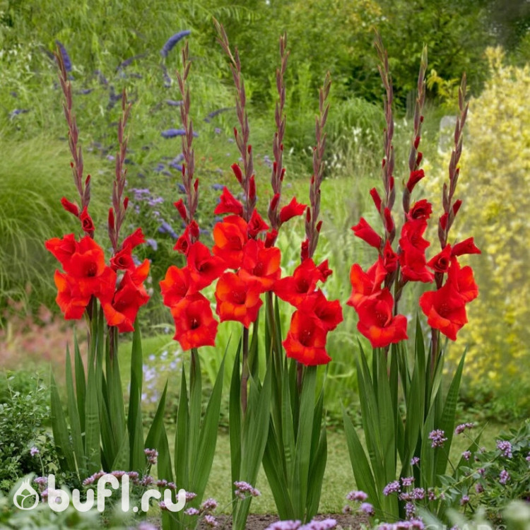Гладиолус Red Balance (5 луковиц)