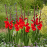 Гладиолус Red Balance (5 луковиц)