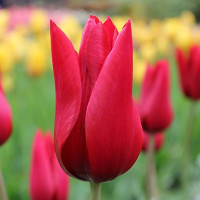 Тюльпан Pieter de Leur (5 луковиц)